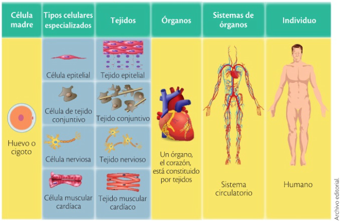 Los niveles de organización del cuerpo humano comienzan con la célula madre o cigoto, de la cual se originan células especializadas como las epiteliales, conjuntivas, nerviosas y musculares. Estas se agrupan formando tejidos, que al integrarse constituyen órganos, como el corazón. Los órganos se organizan en sistemas, como el sistema circulatorio, y la unión de todos ellos da lugar al organismo humano, donde cada nivel depende del anterior para mantener la estructura y las funciones vitales.