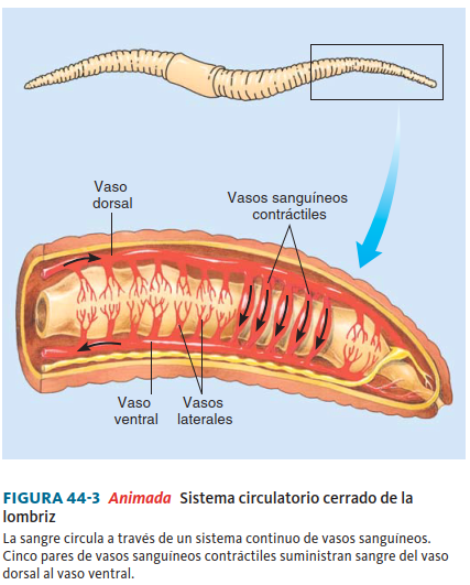 El sistema circulatorio cerrado está formado por uno o varios corazones que bombean la sangre permanentemente hacia los vasos que recorren todo el organismo. La circulación cerrada puede ser simple o doble, dependiendo de cuántas veces pase la sangre desde y hacia el corazón; puede ser completa cuando la sangre oxigenada no se mezcla con la no oxigenada, e incompleta cuando los dos tipos de sangre se mezclan.