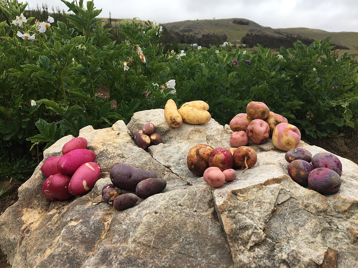 https://commons.wikimedia.org/wiki/File:Variedades_de_papa_cosechados_de_una_sola_chacra_en_Llullucha,_Ocongate.jpg