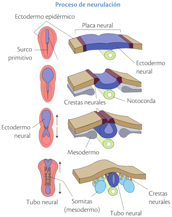 A la izquierda se ve el proceso en un corte transversal y a la derecha consta el dibujo de cómo se vería el disco embrionario desde arriba.
